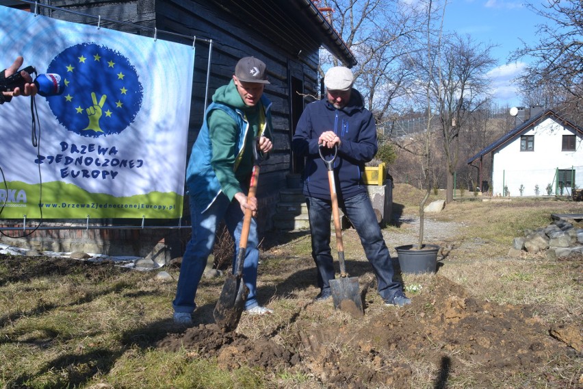 Bielsko-Biała: Drzewa Zjednoczonej Europy. Ruszyła nowa akcja Fundacji Arka ZDJĘCIA