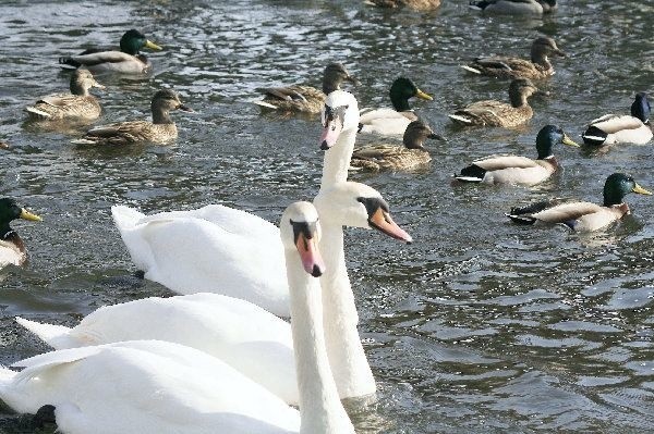 Dzikie ptaki zimujące w powiecie są  skazane na łaskę ludzi. Przywykły do  dokarmiania.