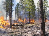 Płoną lasy w regionie. Strażacy walczą z kilkoma dużymi pożarami