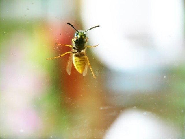 "W Kujawskim pomagamy pszczołom&#8221; - tegorocznej edycji kampanii bierze udział m.in. Toruń