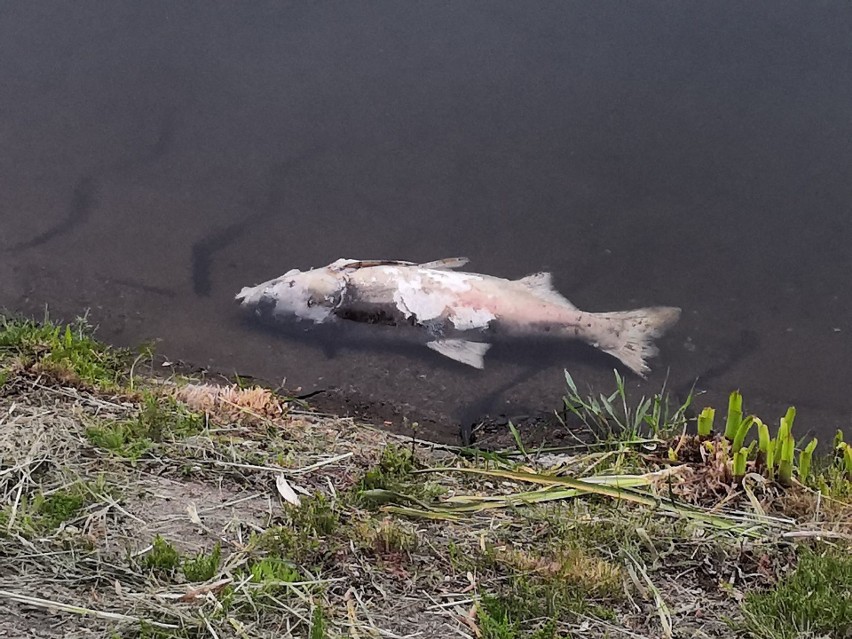 Martwe ryby znów pojawiły się na Rejowie w Skarżysku. Dlaczego padły? [ZDJĘCIA]
