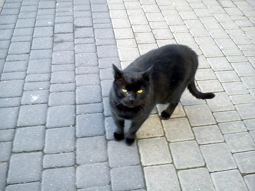 Kot z Polibudy robi furorę wśród poznańskich studentów!