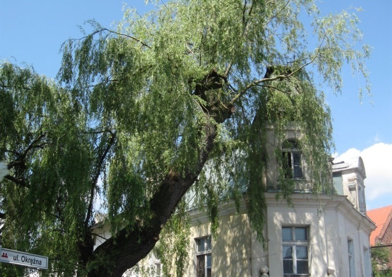 - W centrum Byczyny nad skrzyżowaniem ul. Okrężnej i...