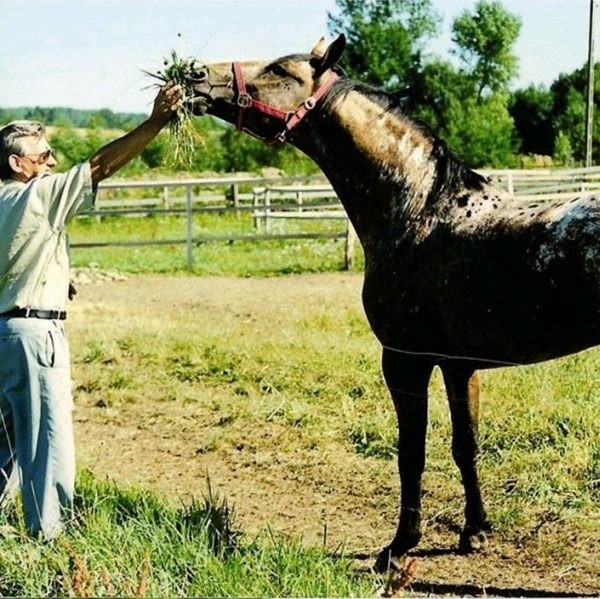 Jerzy Maliszewski w swojej stadninie ma obecnie ponad dwadzieścia koni