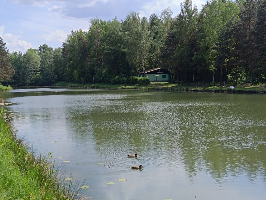 Las Borowski znajduje się w okolicach Halemby - dzielnicy...