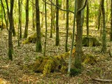 W lesie pod Toruniem zaginęła 80-latka. Pomogła nieznajoma para