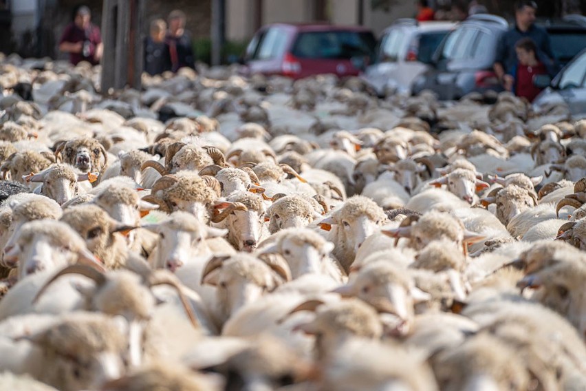 Jesienny Redyk w Szczawnicy. Ponad tysiąc owiec wróciło z hal [ZDJĘCIA, WIDEO]
