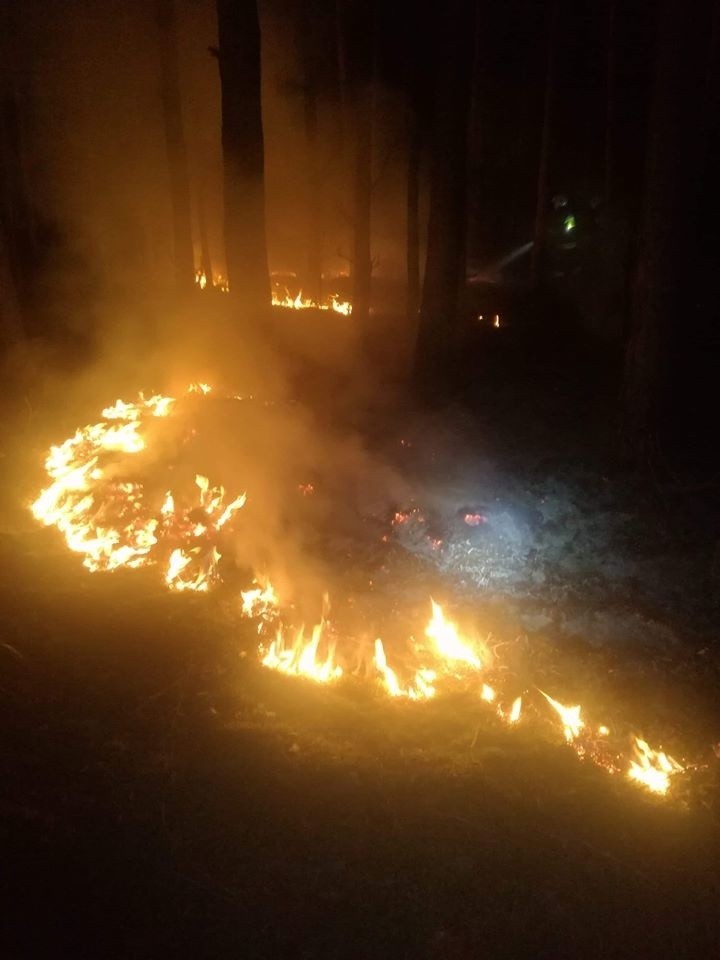 Strażacy ponownie gasili pożar lasu w gminie Odrzywół.