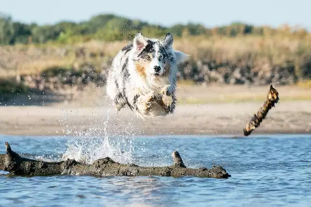 Te rasy psów uwielbiają ruch. Są wprost stworzone do biegania, aportowania i aktywnej zabawy. Jeśli i ty lubisz aktywność i spacery - te psy są idealne dla ciebie. Zobacz aktywne rasy psów ►