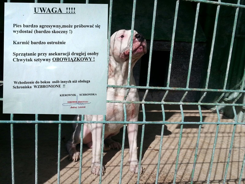Pies zjadł swoją panią! Makabra w centrum Pabianic!  [zdjęcia]