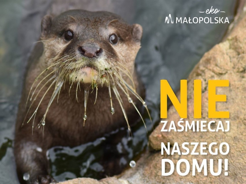 Podczas tegorocznej edycji kampanii „Nie zaśmiecaj naszego...