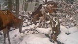 Gorce. Zacięta walka jeleni zarejestrowana przez kamery Gorczańskiego Parku Narodowego. Tak z bliska wygląda rogowanie [ZDJĘCIA, WIDEO]