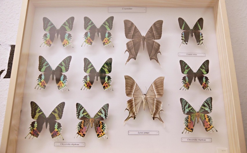 Kraków. Wiecie, że mamy Muzeum Żywych Motyli?