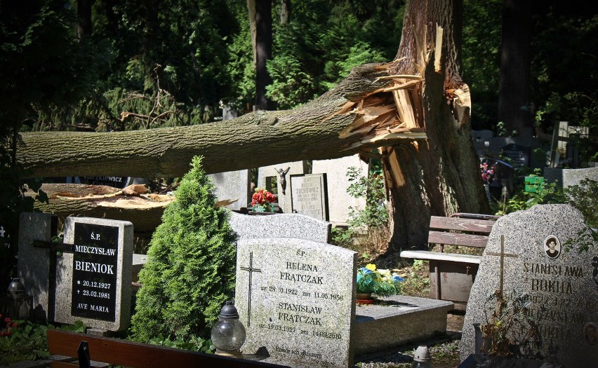 Cmentarz Grabiszyński we Wrocławiu po nawałnicy