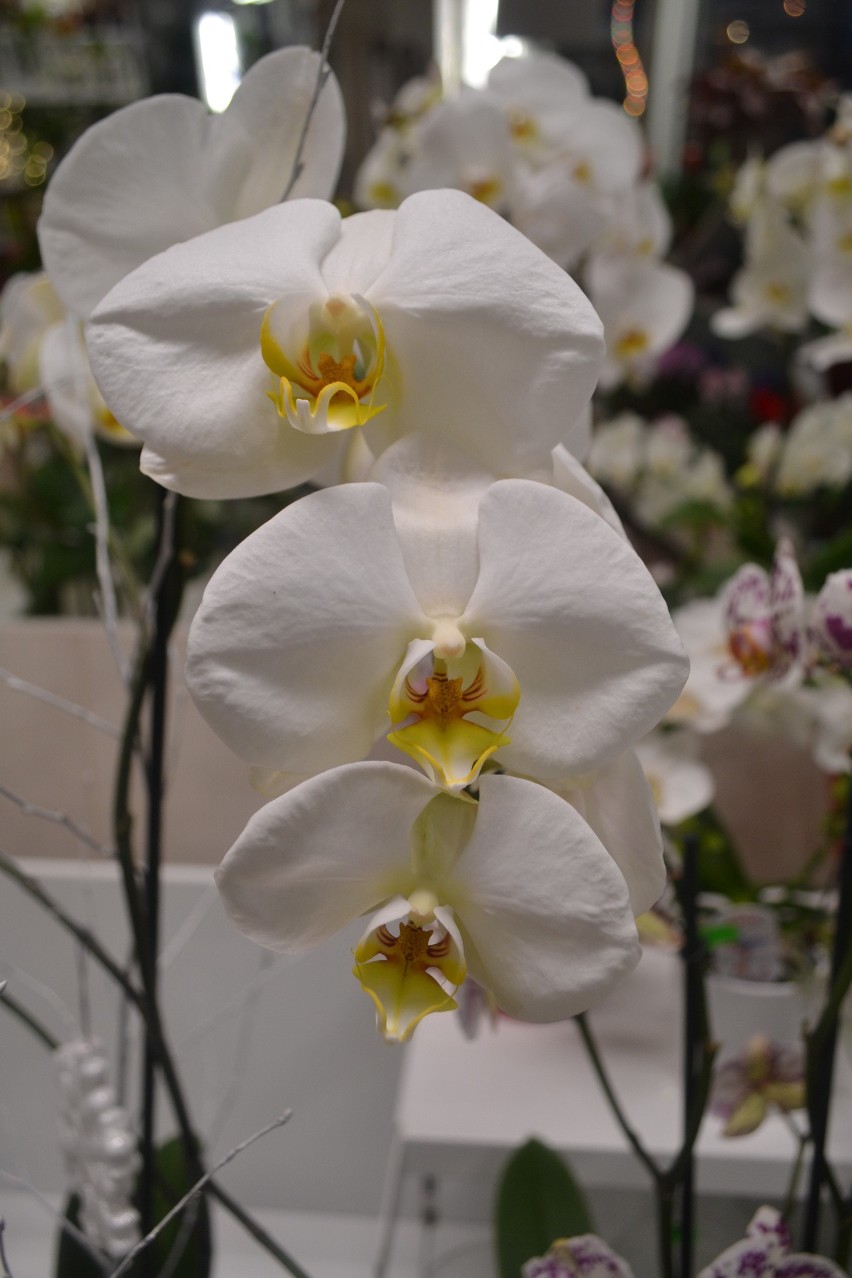 Storczyk o białych kwiatach(phalaenopsis)...