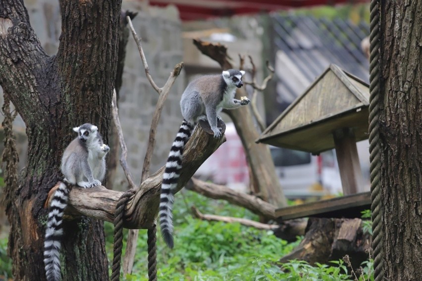 Lemury to zwierzaki bardzo wdzięczne, ale na adopcję czeka...
