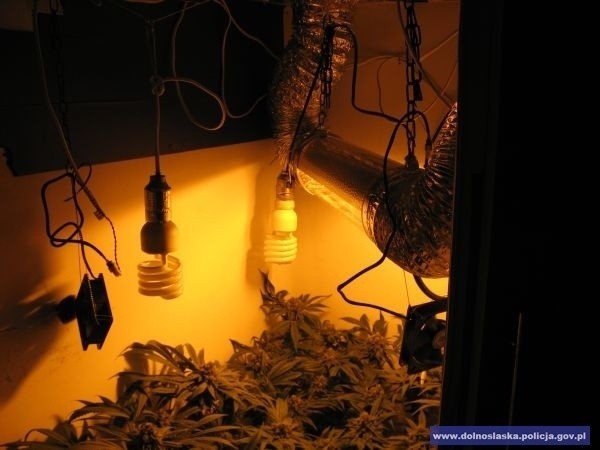 Dolny Śląsk: Uprawiał konopie w specjalnej szafie w domu [FOTO]