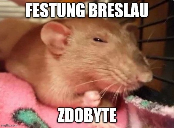 Memy o szczurach we Wrocławiu. Internauci jak zwykle w formie!