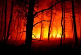 Złapano podpalacza, który podkładał ogień w lasach Nadleśnictwa Oborniki. Trafił na 3 miesiące do aresztu
