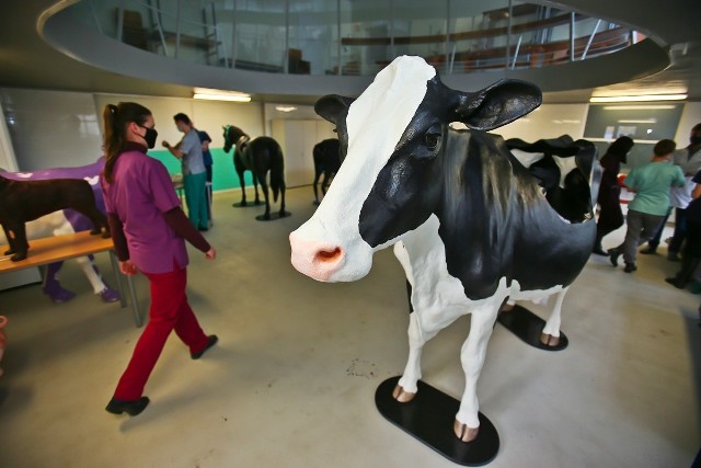 Nowoczesne fantomy krowy i konia posłużą studentom uczelni do nauki