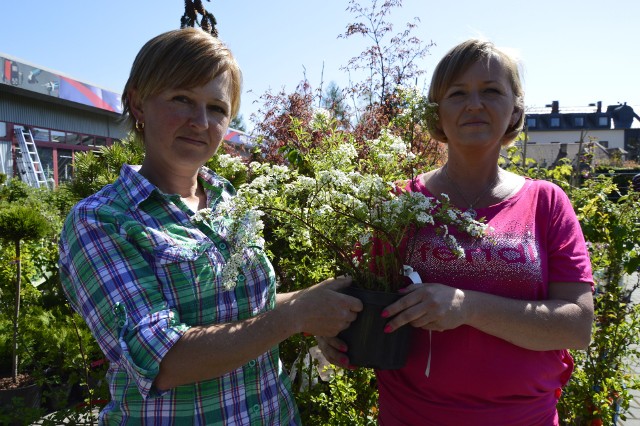 Pięknie kwitnące tawuły nadal cieszą się niesłabnącym zainteresowaniem wszystkich urządzających swoje ogrody