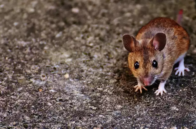 Myszy i drobne gryzonie przed zimą szukają ciepłego schronienia. Niestety często znajdują je w warstwie ocieplenia domu.