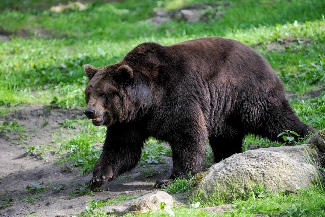 Tragiczny wypadek z udziałem niedźwiedzia po słowackiej stronie Tatr