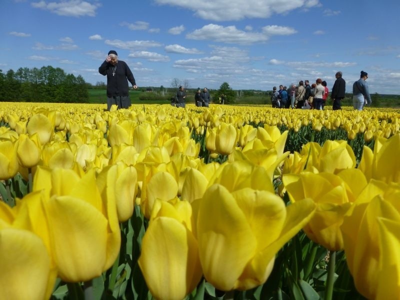 Tulipany na targach w Chrzypsku Wielkim...