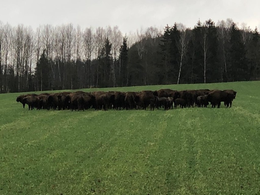 Podlaskie. Stado żubrów beztrosko pasło się na polu. Niezwykły widok [ZDJĘCIA, WIDEO]