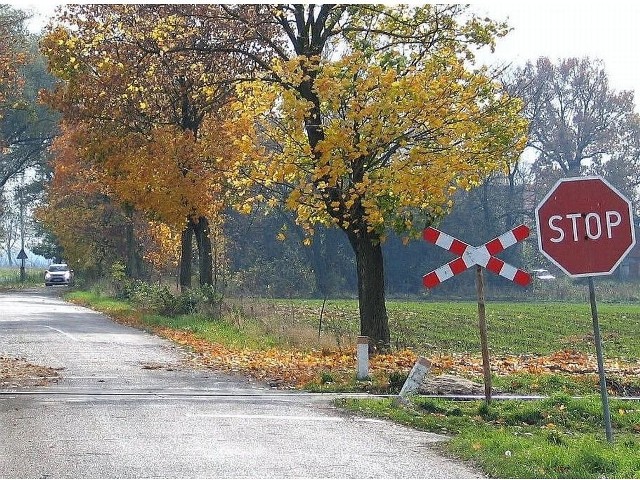 Przy drogach usuwane są głównie okazy chore lub stwarzające zagrożenie dla zmotoryzowanych.