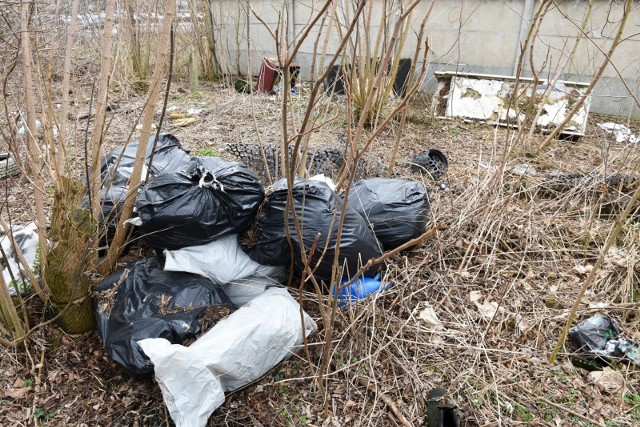 Urząd Miasta rozpoczyna coroczną walkę z dzikimi wysypiskami śmieci. Z takich miejsc co roku wywożone są tony śmieci, co oczywiście wiąże się z dużymi wydatkami z budżetu Torunia.Informacje o tzw. dzikich wysypiskach kierować należy do Wydziału Gospodarki Komunalnej Urzędu Miasta Torunia. Zgłoszenia przyjmowane są telefonicznie pod numerem 56 611 83 32 lub mailowo: odpady@um.torun.pl.CZYTAJ DALEJ NA KOLEJNYCH STRONACH >>>>>Zobacz także: TOP 12 Najważniejsze inwestycje w Toruniu w 2019 roku. Co nas czeka?NowosciTorun