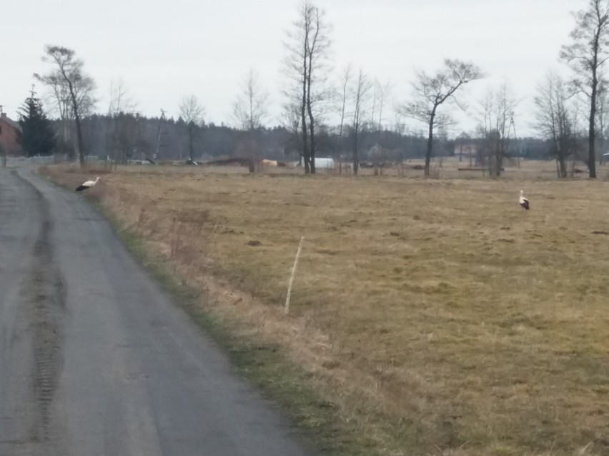 W regionie łódzkim coraz więcej bocianów zajmuje gniazda.  Ptaki żerują na łąkach w rejonie Uniejowa i zbiornika Jeziorsko