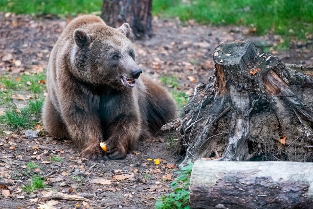 Z danych przedstawionych przez Fundację WWF Polska wynika, że w ciągu ostatnich 50 lat populacja dzikich zwierząt zmniejszyła się o 58 proc. Według Międzynarodowej Unii Ochrony Przyrody (IUCN), co najmniej 1677 gatunków europejskich z ponad 15 tysięcy ocenionych jest zagrożonych wyginięciem. W Polsce pod ochroną jest obecnie około 400 gatunków zwierząt. Oto niektóre z nich.