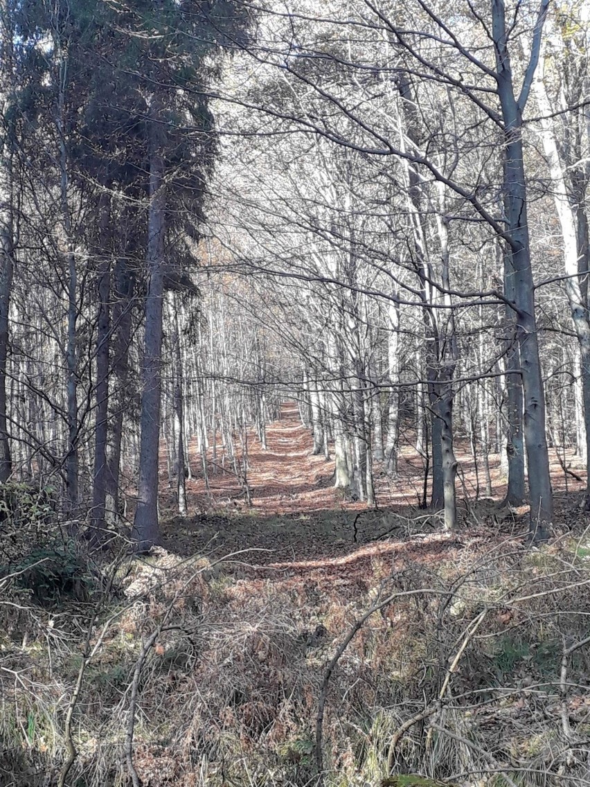 Tak wygląda jesień w obiektywie naszych czytelników! Piękne ZDJĘCIA