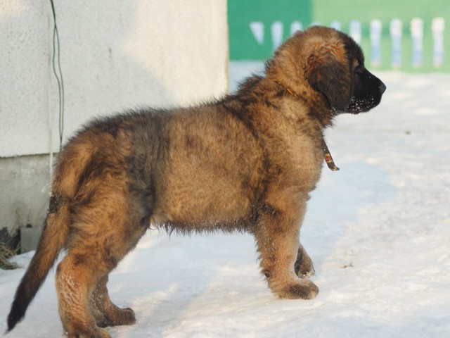 Tak wygląda prawie dziewięciotygodniowe szczenię rasy leonberger. Maluch wychowuje się w domu, w towarzystwie innych psów, kota, dzieci i osób dorosłych.