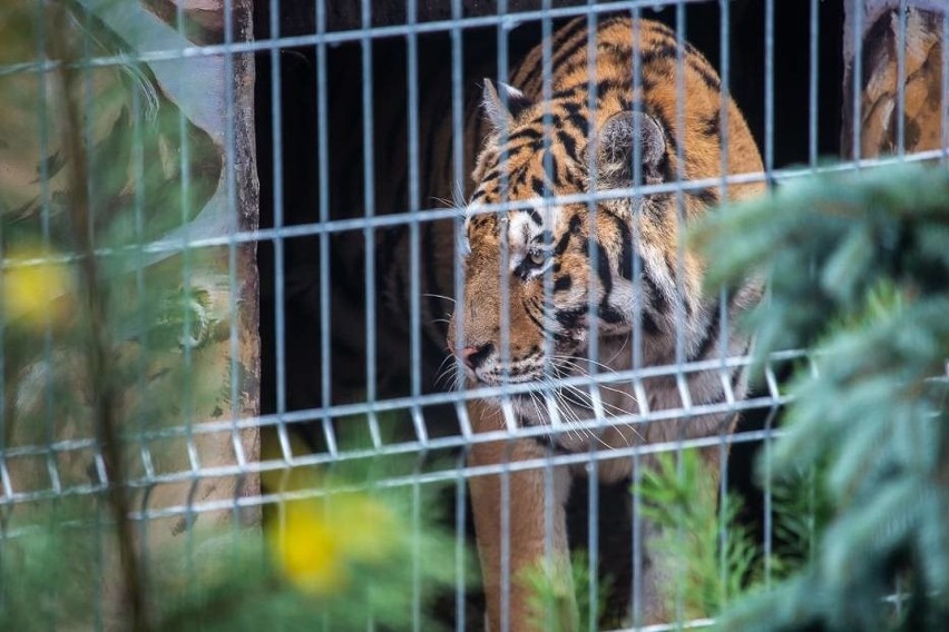 Tygrysy przebywające w Canpolu mają się coraz lepiej. Powoli zaczynają odkrywać, że istnieje życie poza klatką, bez bólu