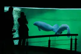 Oceanarium