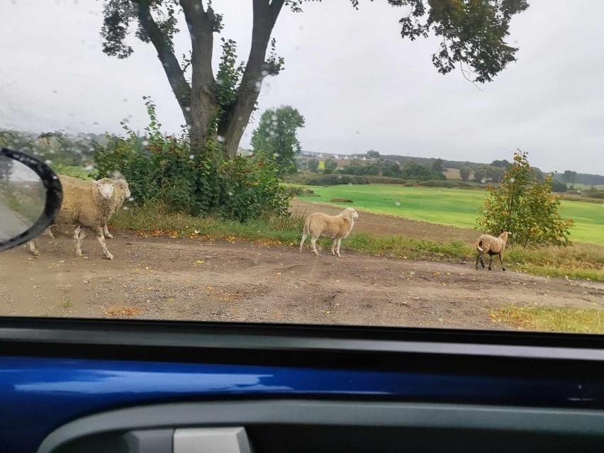 Jak się okazuje, cztery owce od około miesiąca błąkały się w...