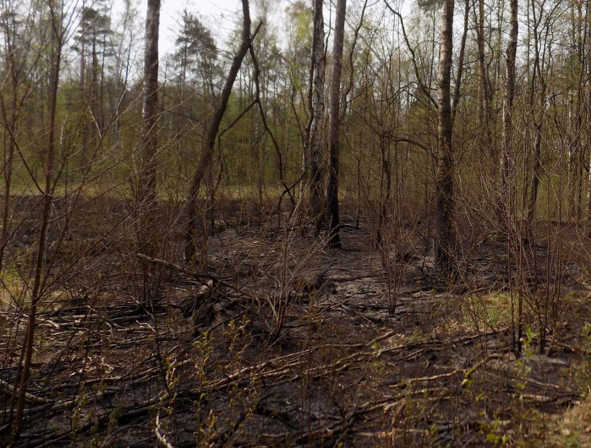 Chełmek. Nie ujdzie im to na sucho – dwóch nieletnich podpalaczy lasu za swój czyn odpowie przed sądem rodzinnym