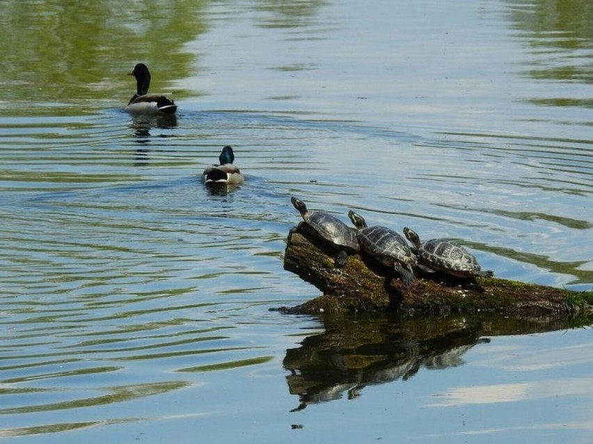 Dolny Śląsk: Żółw Fiodor wygrzewa się w pełnym słońcu. Ma już nawet rodzinę! Skąd się tam wziął? [ZDJĘCIA]