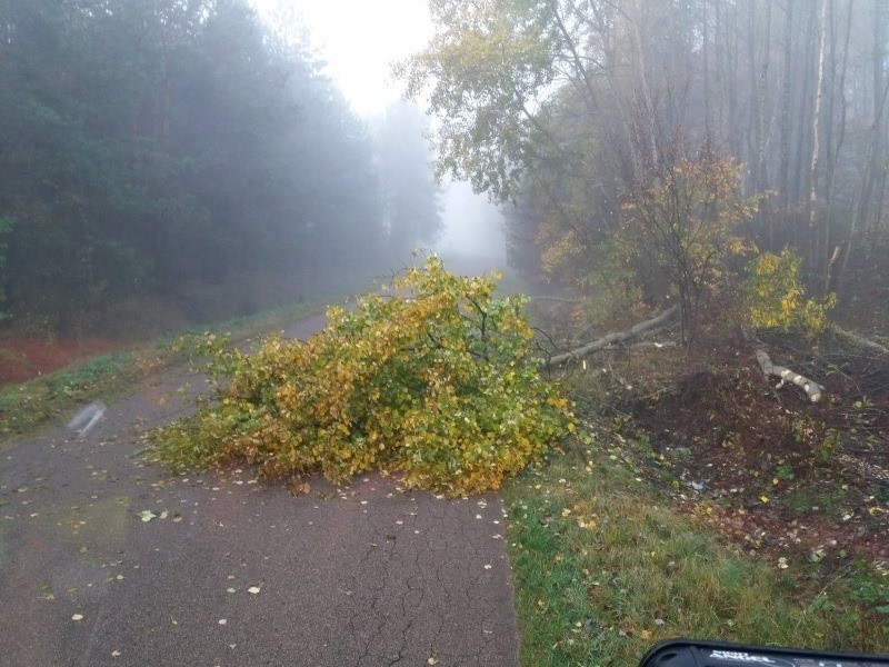 Boguty-Pianki. Największym utrapieniem strażaków ochotników tej jesieni są... bobry