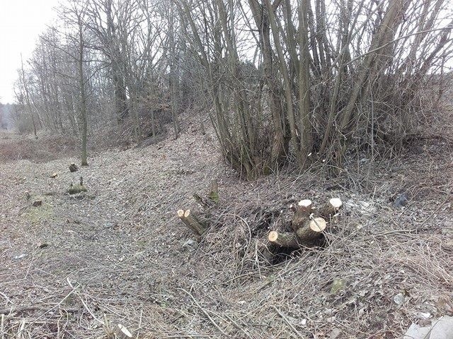 Wycinka drzew w Jastrzębiu. W ich miejscu szlak rowerowy