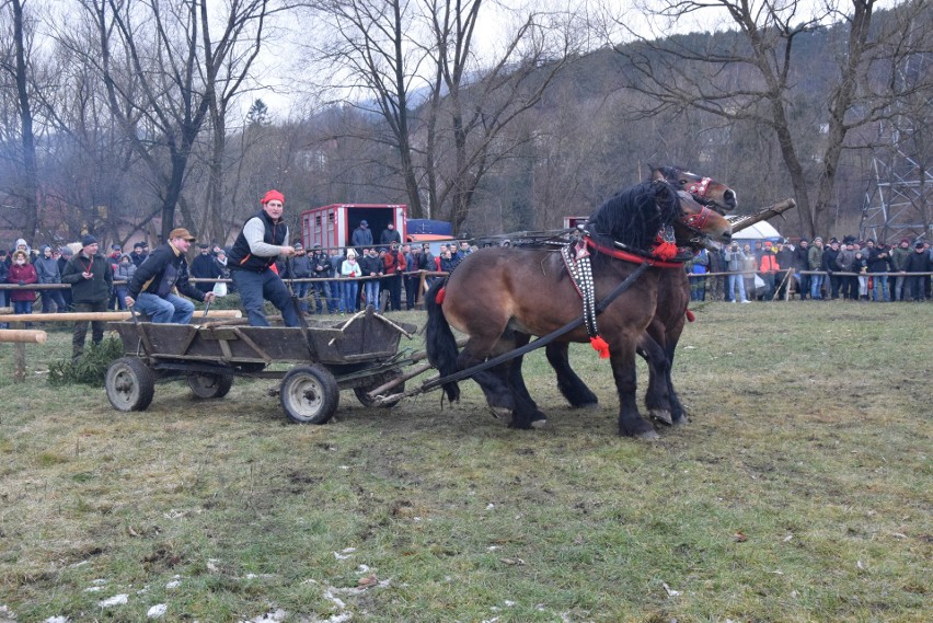 Zawody Furmanów w Węgierskiej Górce. Rywalizacja tylko dla twardzieli. W deszczu i błocie ZDJĘCIA + WIDEO