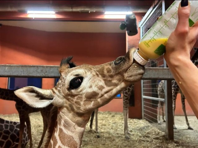 Narodziny żyrafy Lilo w chorzowskim zoo. Jest to druga żyrafa po 7-letniej przerwie
