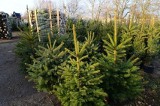Nadleśnictwa w Gorlicach i Łosiu zapowiadają sprzedaż świątecznych drzewek. Ceny zaczynają się od 50 złotych za średniej wielkości drzewko
