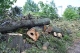 Gigantyczna kara za nielegalną wycinkę tysięcy drzew. Namysłów musi zapłacić blisko 7 milionów złotych!