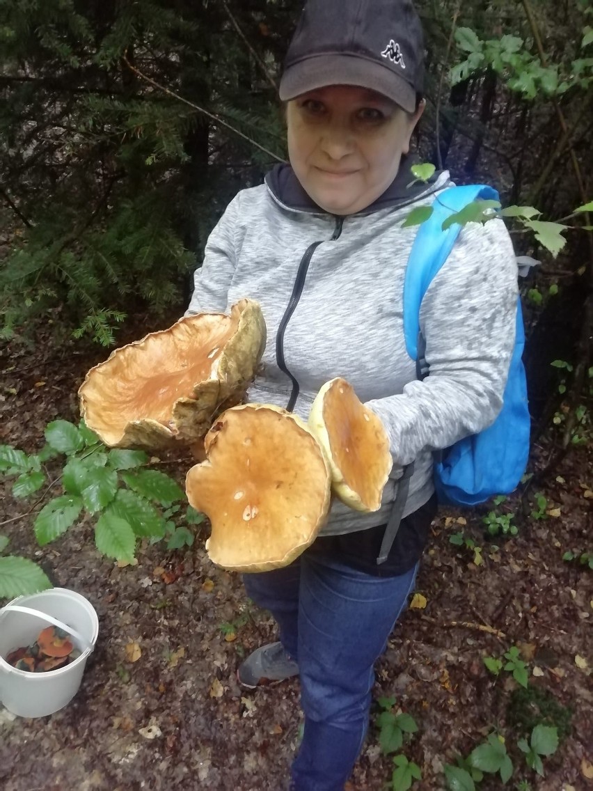 Mnóstwo grzybów na Podkarpaciu. Zbiory naszych internautów robią wrażenie [ZDJĘCIA]