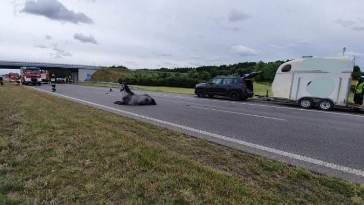 Koń na jezdni autostrady A2