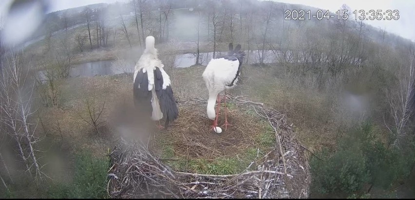 Ostrołęckie Przedsiębiorstwo Wodociągów i Kanalizacji zachęca do obserwacji bocianów. W gnieździe pojawiło się właśnie jajo. Wideo