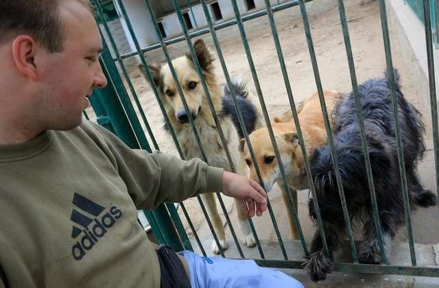 Toruńskie schronisko pęka w szwach. Wśród jego podopiecznych są też porzucone zwierzęta. Na zdjęciu psy z opiekunem panem Damianem